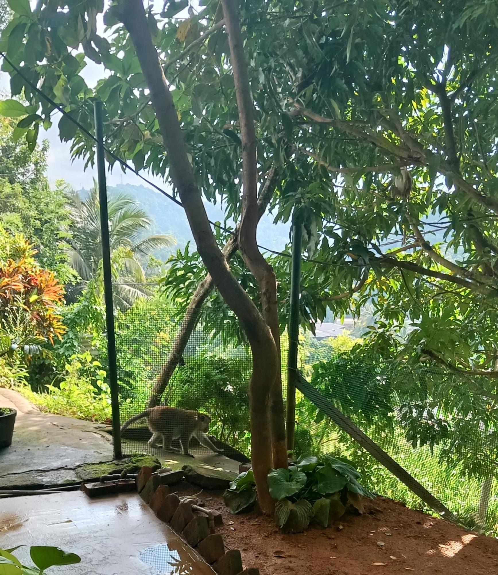 Fly Infinity - Home Stay Kandy Esterno foto